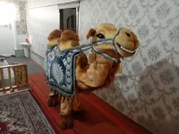 شتر (گروه، جنسیت مشخص نشده), شتر — عکس 2