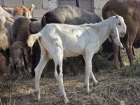 Buk, Beetal goats — foto 2