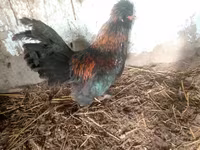 Japanski bantam — fotografija 6