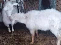 بز ماده, Alpine goat — عکس 5
