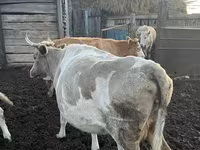 Ko, Simmental cattle — foto 3
