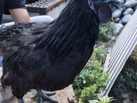 Brahma — foto 3