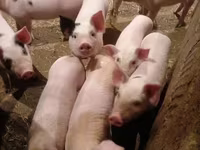 Scroafă, Porci — foto 3