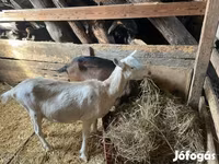 Koza, Alpine goat — zdjęcie 2
