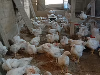 Chickens — foto 2