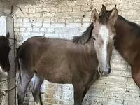 مادیان, اسب — عکس 3