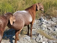 گوسفند (گروه، جنسیت مشخص نشده), Edilbay sheep — عکس 1