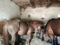 Cavallo, Cavalli — foto 1