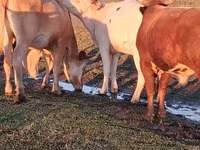 วัวตัวเมีย, Simmental cattle — รูปภาพ 3