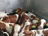 گاو نر, Simmental cattle — عکس 5