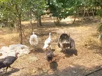Turkeys — புகைப்படம் 3
