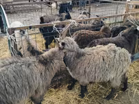 암염소, Alpine goat — 사진 2