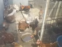Chickens — Foto 2