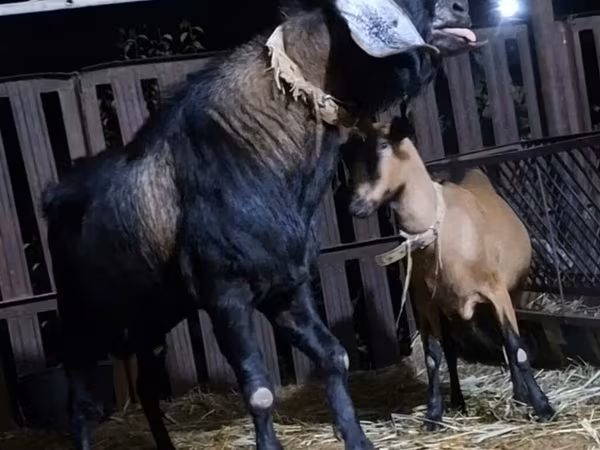 Boucs, Nubian Goat