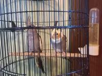 Məhsul: Nimfa (Cockatiel) cütü – qıf və aksesuarlarla birlikdə — الصورة 3