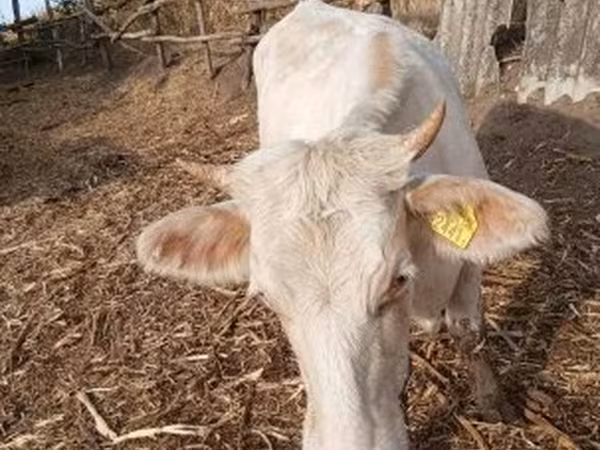 گاو ماده, Charolais cattle