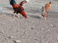 Chickens — عکس 5