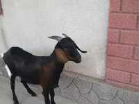 Capra, Nubian Goat — foto 3