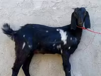 بز ماده, Beetal goats — عکس 2