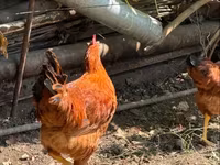 Chickens — الصورة 3