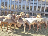 نعجة, Arashan sheep — الصورة 8