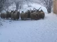 Ovce, Racka sheep — foto 6