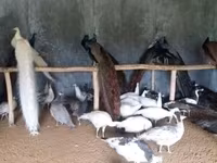 Chickens — 사진 1