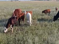 Mucca, Testo tradotto: Testa bianca ucraina — foto 3