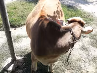 Krava, Simmental cattle — fotografija 2