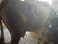 Sapi, Holstein breed — foto 4