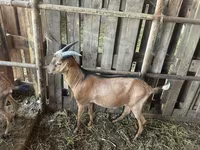Kozel, Nubian Goat — foto 1