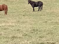 Жребец, New Altai Horse — снимка 5