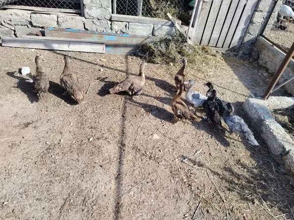 Ducks