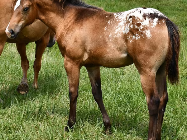 Kuda betina, Appaloosa