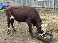 Toro, Mucca kazaka a testa bianca — foto 4