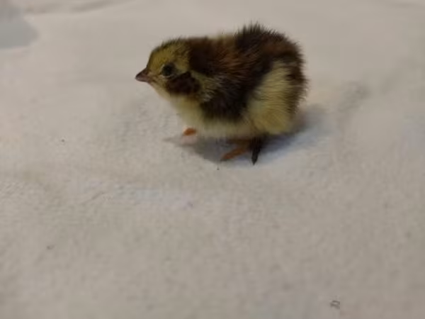 Quails