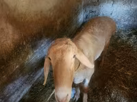 Montone, Arashan sheep — foto 3