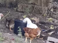Ducks — foto 2