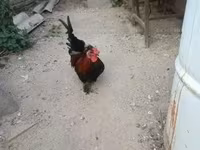 Chickens — photo 2