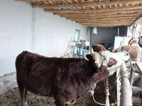 Toro, Mucca kazaka a testa bianca — foto 2