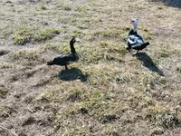 Ducks — Foto 2