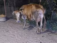 Lembu betina, Cattle — foto 3