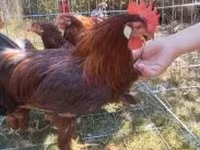 Chickens — foto 3