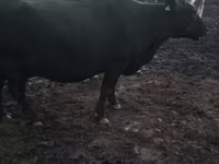 วัวตัวเมีย, Latvian Blue cattle — รูปภาพ 6