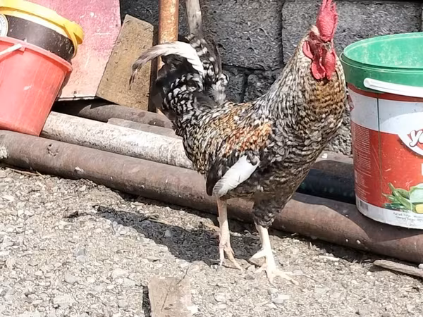 Chickens
