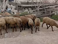 میش, گوسفند — عکس 6