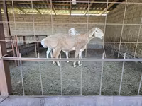 Carnero, Arashan sheep — foto 2