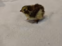 Quails — foto 1