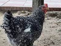 Chickens — foto 2