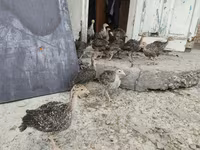 Chickens — รูปภาพ 4